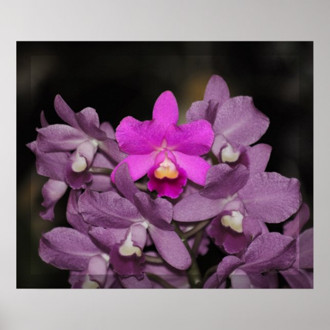 Cannizaro Orchid Art Print -24x20 - oder kleiner Poster (Vorne)