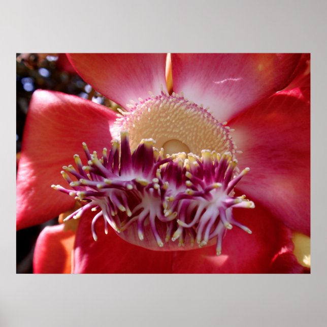 Cannonball Tree Blossom Poster (Vorne)