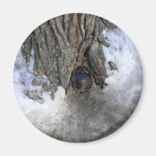 Cannonball Tree, Old Quebec City, Quebec, Kanada Magnet