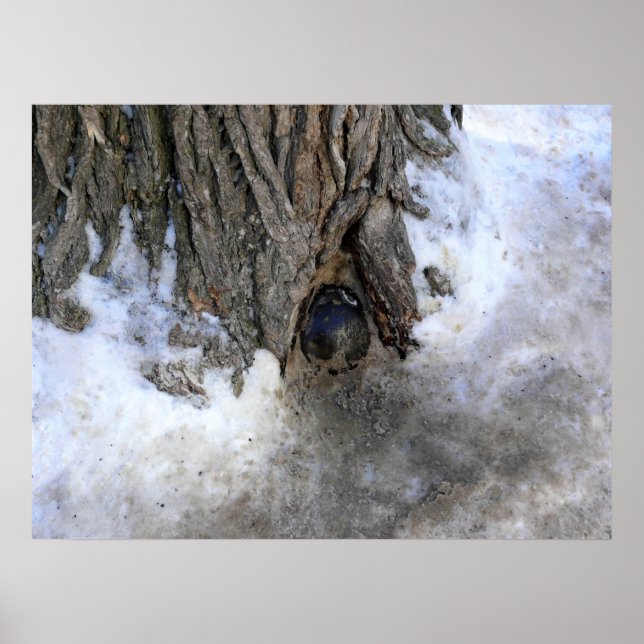 Cannonball Tree, Old Quebec City, Quebec, Kanada Poster (Vorne)
