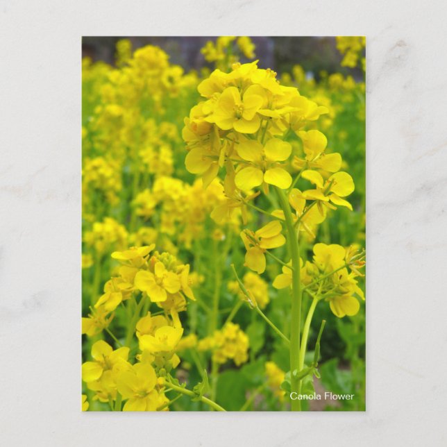 Canola-Blume [Postkarte] Postkarte (Vorderseite)