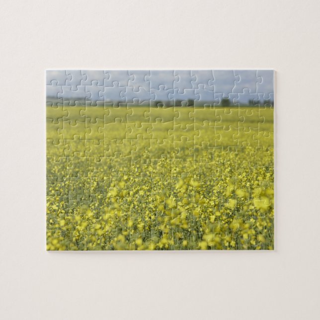 Canola, das auf dem Gebiet blüht (Horizontal)