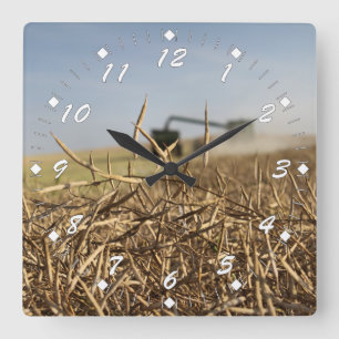 Canola Ernte Quadratische Wanduhr