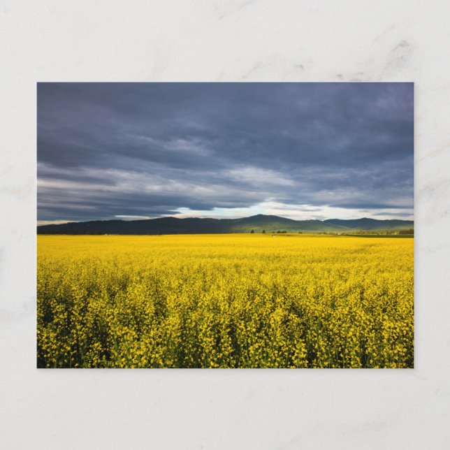 Canola Feld im Morgenlicht im Flathead Postkarte (Vorderseite)