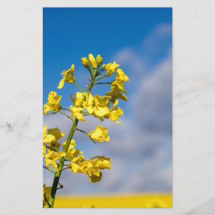 Canola Feld im Sommer mit gelben Blumen und blauen