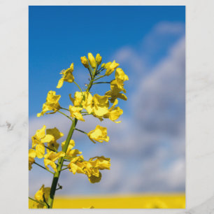 Canola Feld im Sommer mit gelben Blumen und blauen