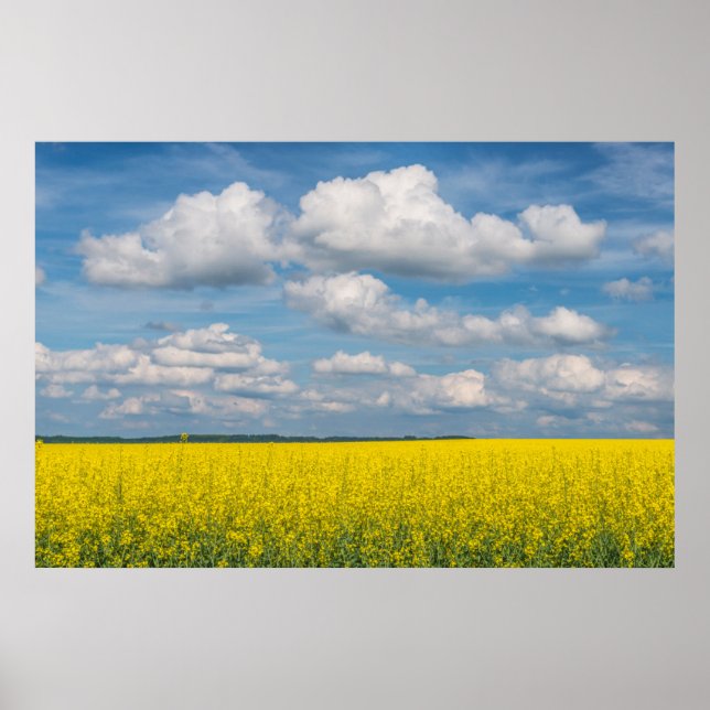 Canola Field & Clouds Poster (Vorne)
