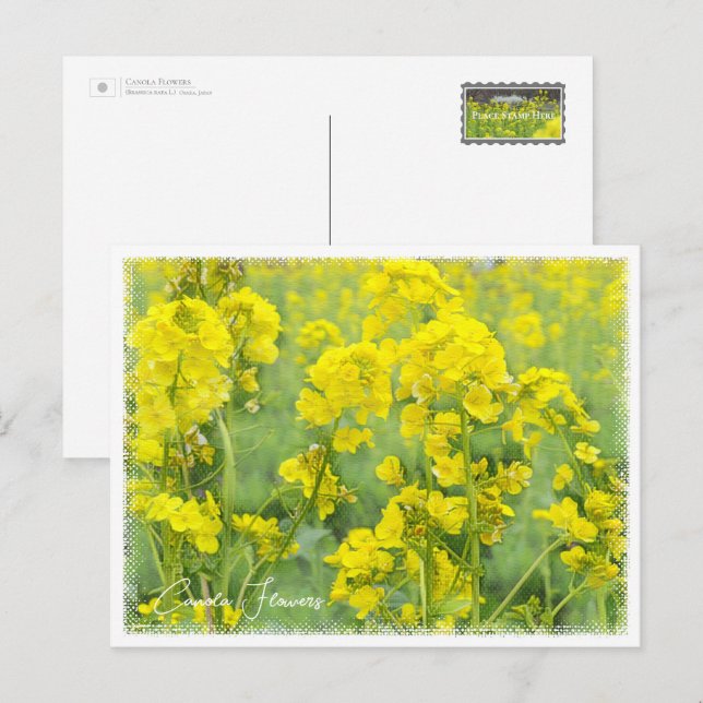 Canola Flowers Postkarte (Vorne/Hinten)