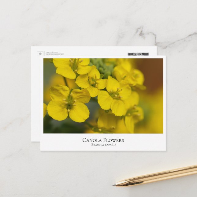 Canola Flowers Postkarte (Vorderseite/Rückseite Beispiel)