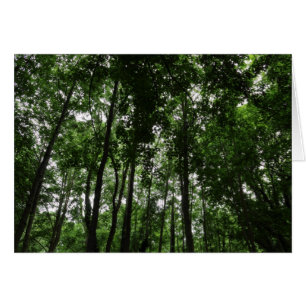 Canopée forestière 02