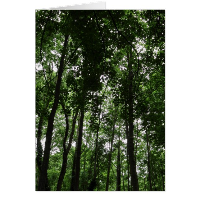 Canopée forestière 02 (Devant)