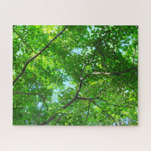 Canopy of Green, Leafy Branches with Blue Sky
