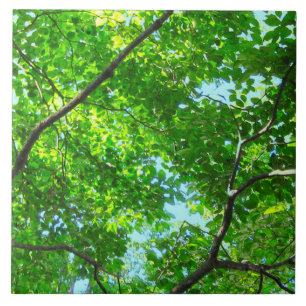 Canopy of Green, Leafy Branches with Blue Sky Fliese