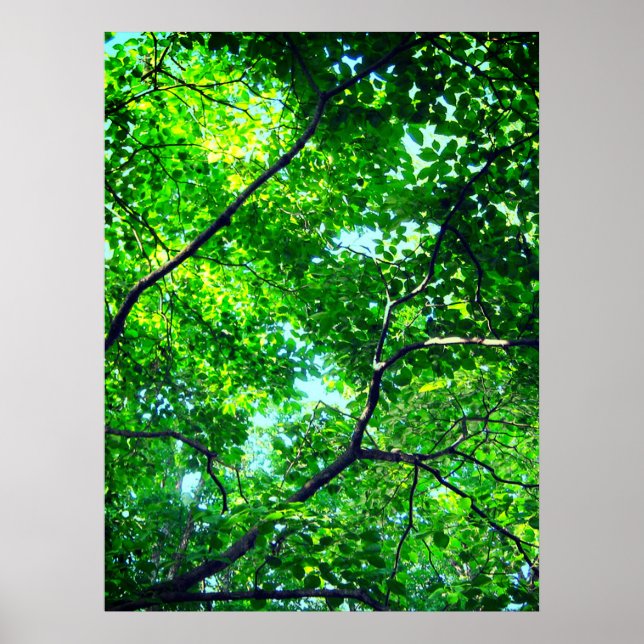 Canopy of Green, Leafy Branches with Blue Sky Poster (Vorne)