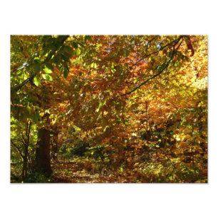 Canopy of Herbstlaubs II Gelbe Herbstfotografie Fotodruck