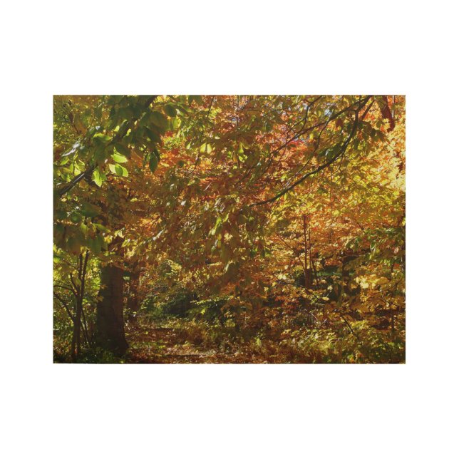 Canopy of Herbstlaubs II Gelbe Herbstfotografie Holzposter (Vorderseite)