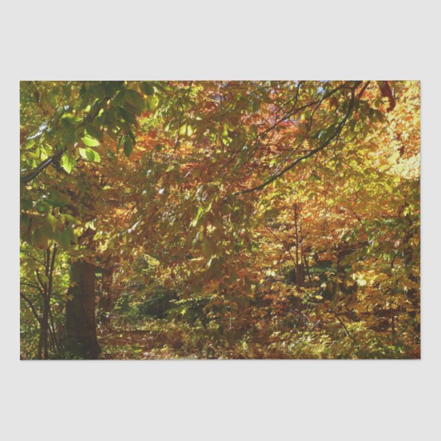 Canopy of Herbstlaubs II Gelbe Herbstfotografie Seidenpapier (Vorderseite)