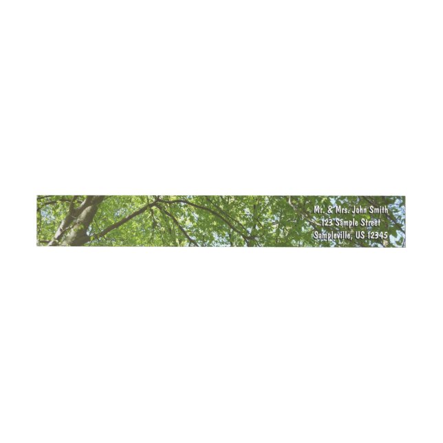 "Canopy of Spring Blätter Green Nature Scene (Person)