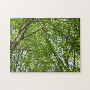 "Canopy of Spring Blätter Green Nature Scene