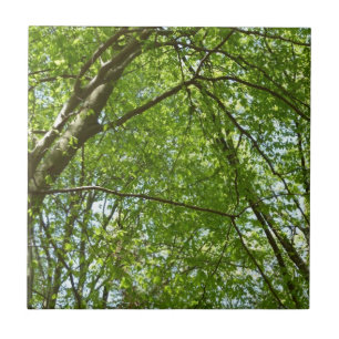 "Canopy of Spring Blätter Green Nature Scene Fliese