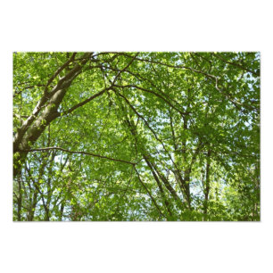 "Canopy of Spring Blätter Green Nature Scene Fotodruck