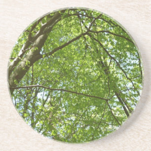 "Canopy of Spring Blätter Green Nature Scene Getränkeuntersetzer