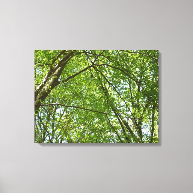 "Canopy of Spring Blätter Green Nature Scene Leinwanddruck (Vorderseite)