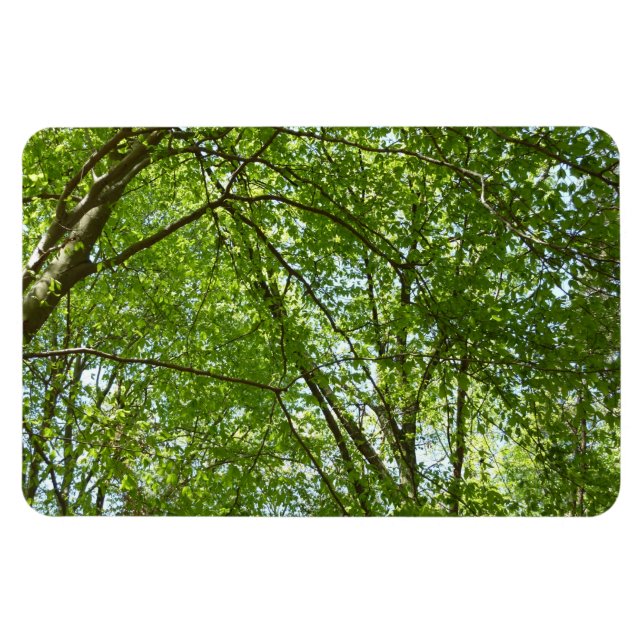 "Canopy of Spring Blätter Green Nature Scene Magnet (Horizontal)