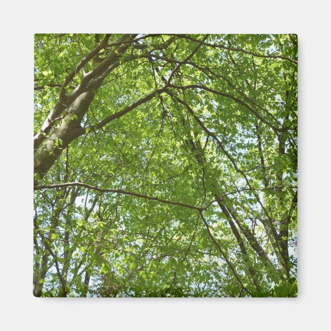 "Canopy of Spring Blätter Green Nature Scene Magnet (Vorne)