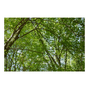 "Canopy of Spring Blätter Green Nature Scene Poster