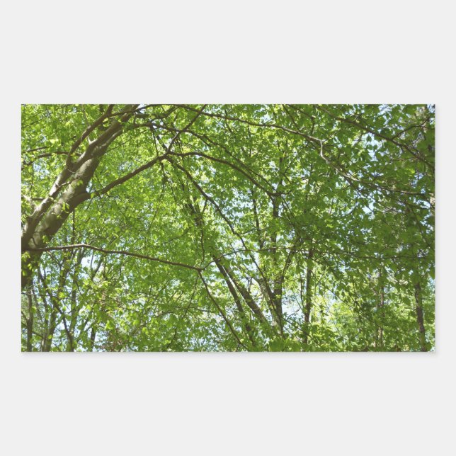 "Canopy of Spring Blätter Green Nature Scene Rechteckiger Aufkleber (Vorderseite)
