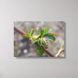 Canvas drucken mit Blume Bud. Leinwanddruck