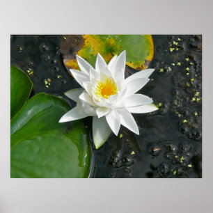 Canvas drucken Weißwasserlilie Poster