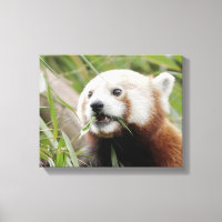 Canvas Print Foto rote Panda , Tiere 0172.