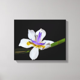 Canvas Print - Iris - Liege von zwei Wochen Leinwanddruck