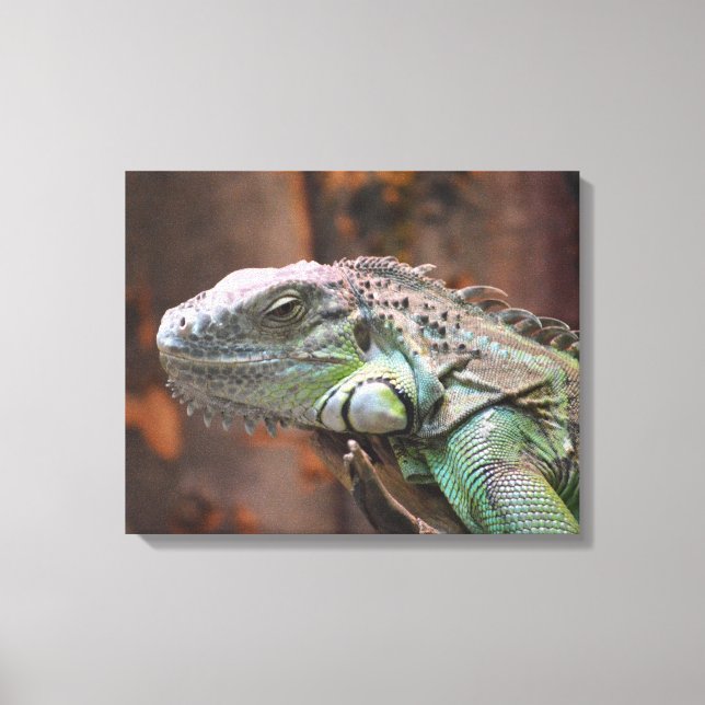 Canvas Print mit farbiger Iguana-Eidechse Leinwanddruck (Vorderseite)