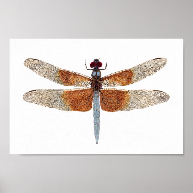 Canvas Print of a Dragonfly Poster (Vorne)
