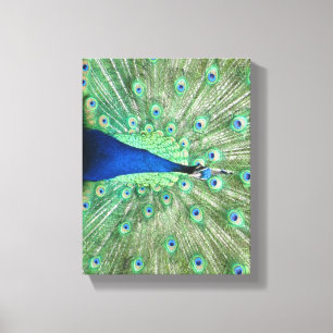 Canvas print - Pfau mit feingefangenem Schwanz Leinwanddruck
