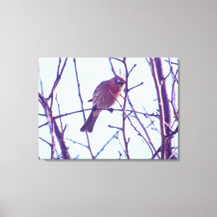 Canvas Print - Roter Sparrow in Tree Leinwanddruck