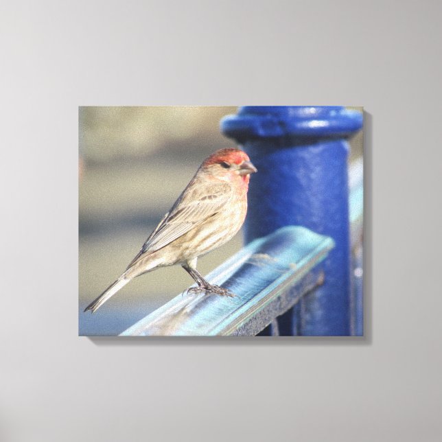 Canvas print - Sparrow auf blauem Zaun Leinwanddruck (Vorderseite)