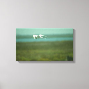 Canvas Print - Tern in Flight (v.2) Leinwanddruck