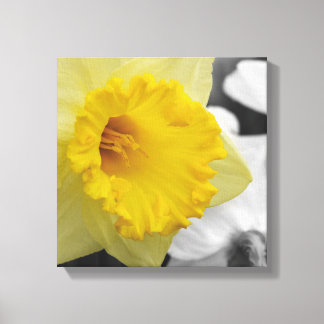 canvas with yellow narcissus leinwanddruck