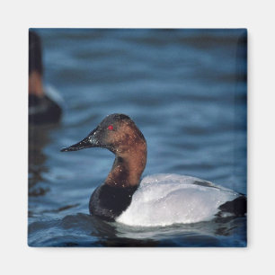 Canvasback drake magnet