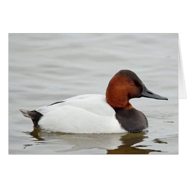 Canvasback-Ente Drake (Vorderseite (Horizontal))