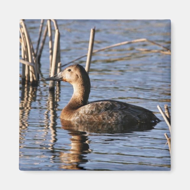 Canvasback Magnet (Vorne)