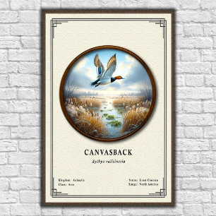 Canvasback-Zoologie-Serie Poster