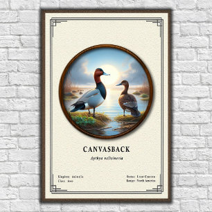 Canvasback-Zoologie-Serie Poster