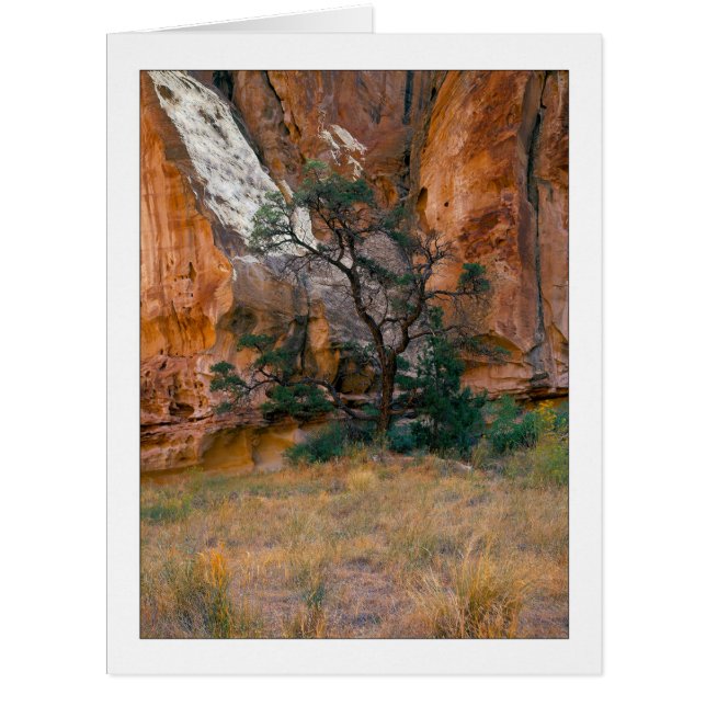 "Canyon View With Tree" (Vorderseite)