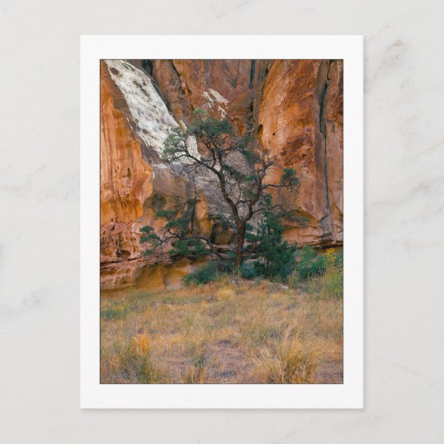 "Canyon View With Tree" Postkarte (Vorderseite)