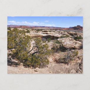 Canyonlands Blick vom Cave Springs Trail Postkarte